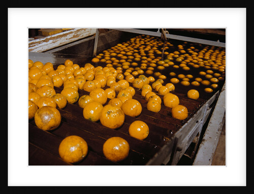 Oranges on Conveyor by Anonymous