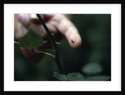 Finger Pricked by Thorn by Anonymous