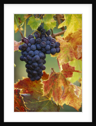 Grapes on a Vine by Anonymous