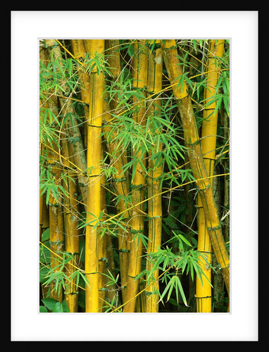 Bamboo Plants by Anonymous
