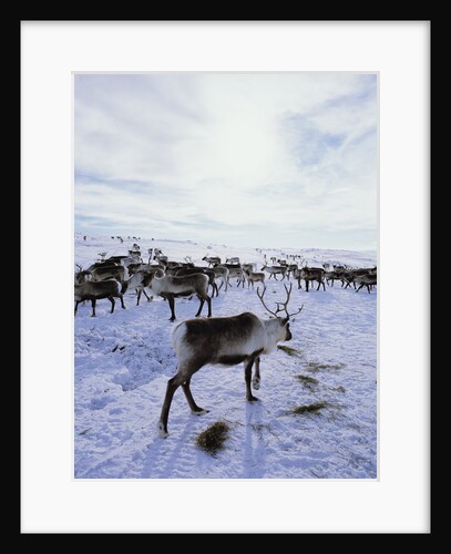 Reindeer Herd Gathering in Snow by Anonymous