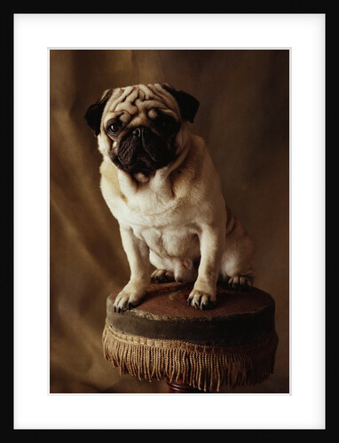 Pug Sitting on Stool by Anonymous