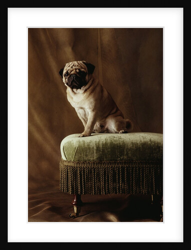 Pug Sitting on Stool by Anonymous