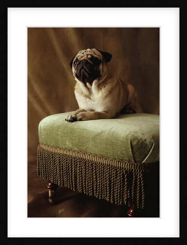 Pug Sitting on Stool by Anonymous