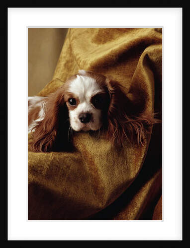 Cavalier King Charles Spaniel by Anonymous