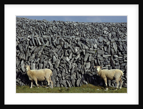 Hobbled Sheep by a Dry Stone Wall by Anonymous