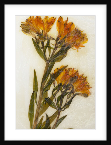 Alstroemeria I by David Roseburg