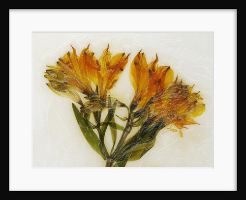 Alstroemeria II by David Roseburg