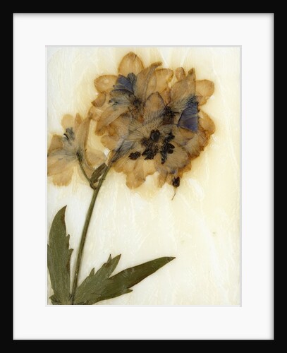 Delphinium by David Roseburg