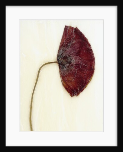 Papaver by David Roseburg