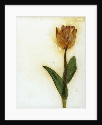 Tulipa I by David Roseburg