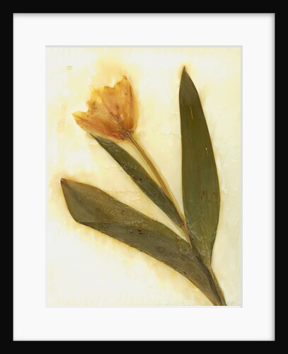 Tulipa IV by David Roseburg