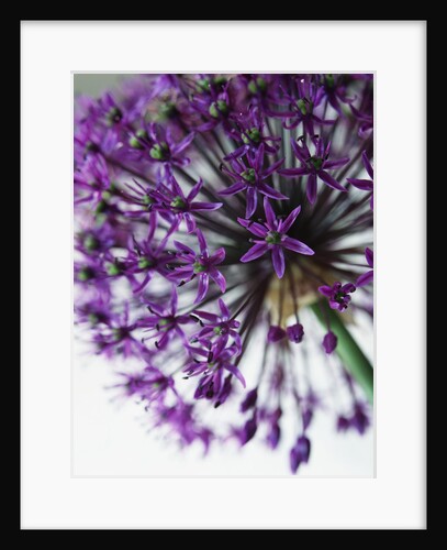Allium by Anonymous