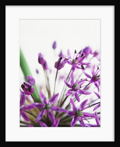 Allium by Anonymous