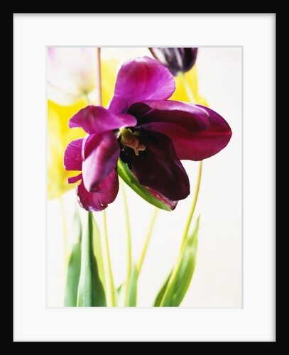 Tulipa by Anonymous