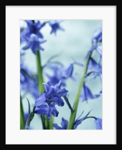 Blue Bells by Anonymous