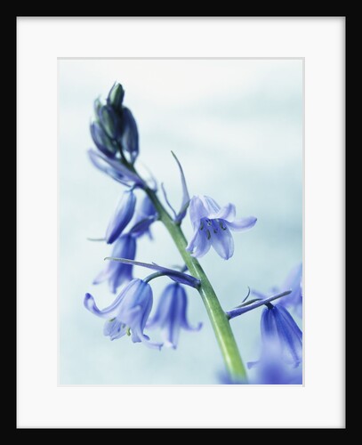 Blue Bells by Anonymous