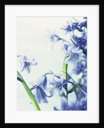 Blue Bells by Anonymous