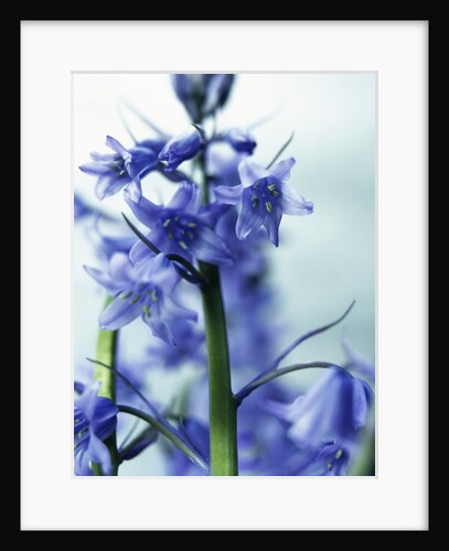 Blue Bells by Anonymous