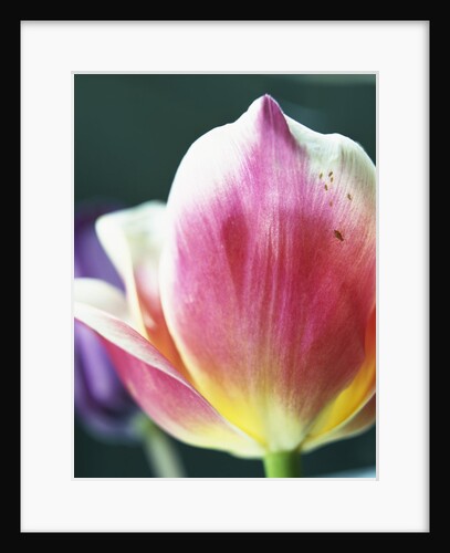 Tulipa by Anonymous