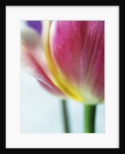 Tulipa by Anonymous