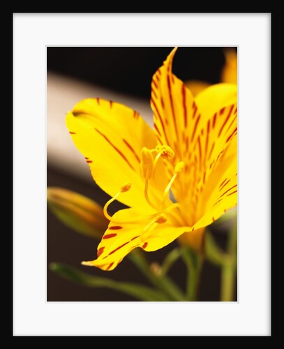 Alstroemeria by Anonymous