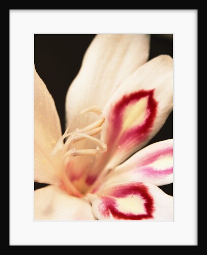 Gladiolus by Anonymous