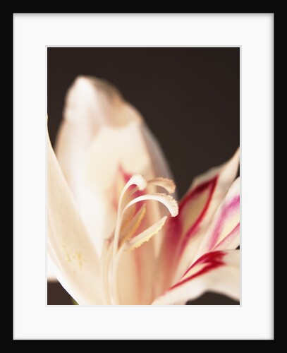 Gladiolus by Anonymous