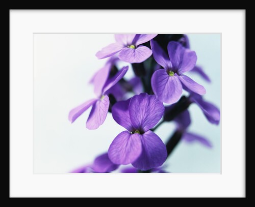 Cheiranthus by Anonymous