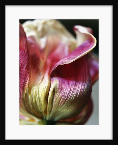 Tulipa by Anonymous