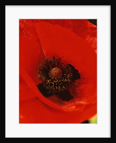 Poppy by Anonymous