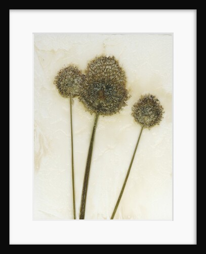 Allium II by David Roseburg