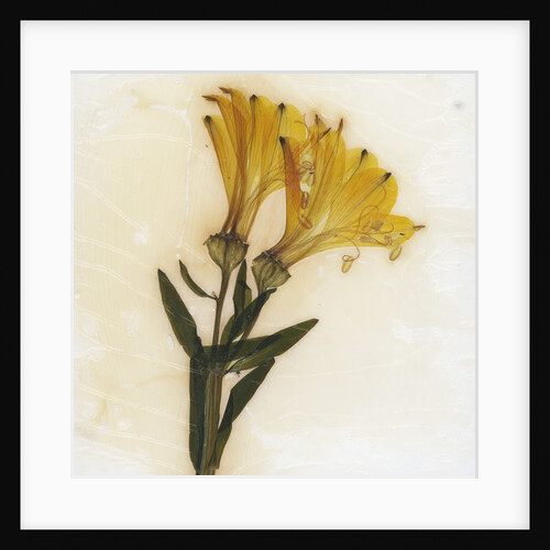 Alstroemeria by David Roseburg