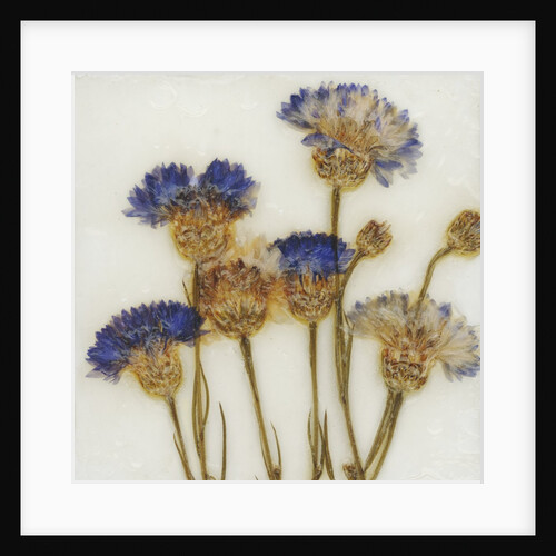 Centaurea by David Roseburg