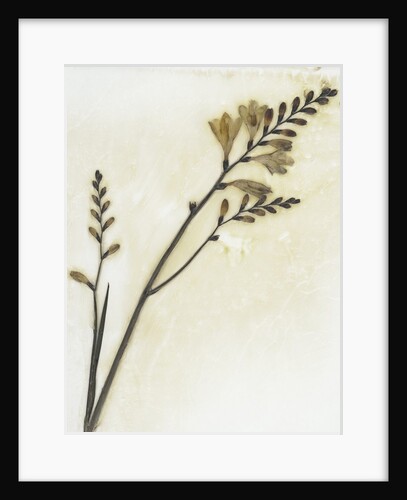 Crocosmia I by David Roseburg