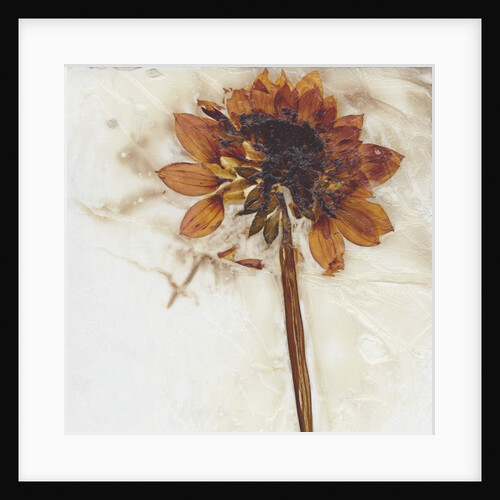 Dahlia I by David Roseburg