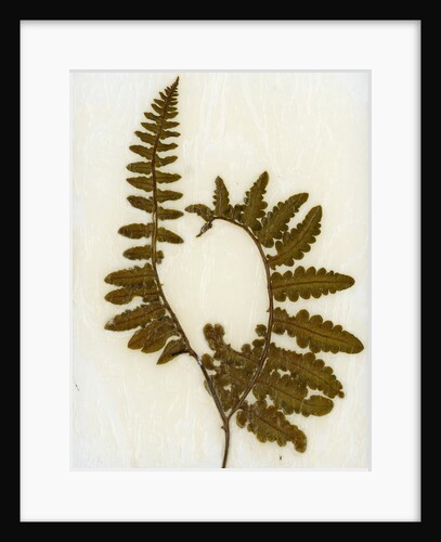 Fern XI by David Roseburg
