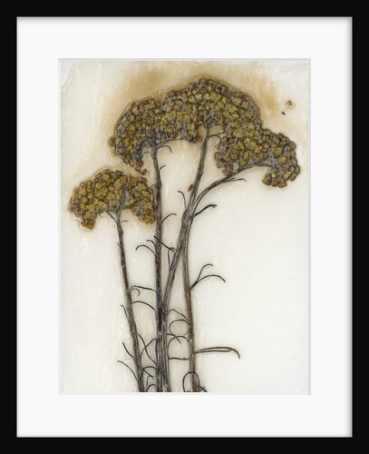 Helichrysum by David Roseburg