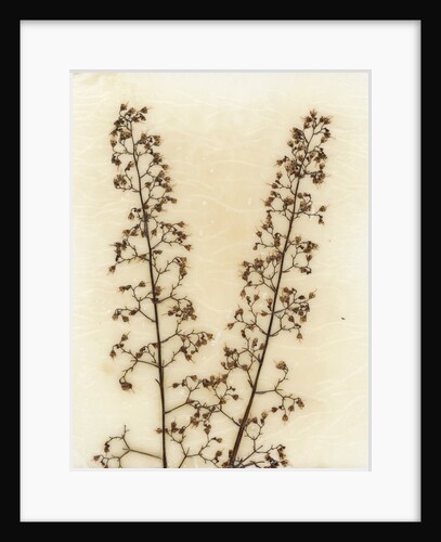 Heuchera by David Roseburg