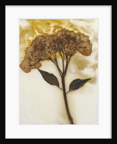 Hydrangea II by David Roseburg