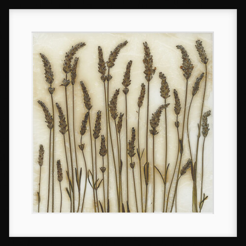 Lavender by David Roseburg