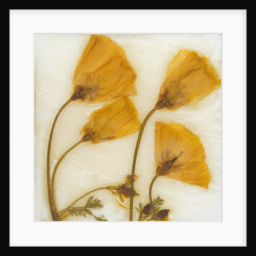 Papaver III by David Roseburg