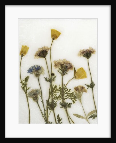 Papaver IV by David Roseburg