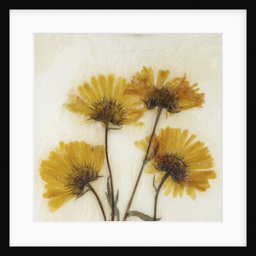 Wild Yellow by David Roseburg