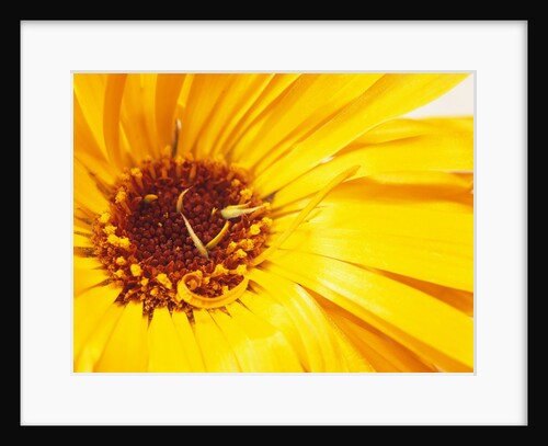 Yellow Wild Flowers by David Roseburg