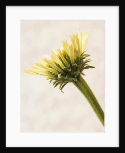 Rudbeckia, also known as Black- or Brown-Eyed Susan, Gloriosa Daisies and Coneflowers by David Roseburg