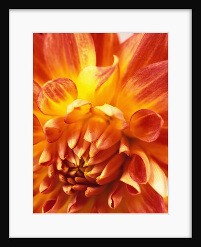 Dahlia by David Roseburg