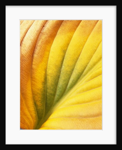 Hostas, also known as Plantain Lily and Funkia by David Roseburg