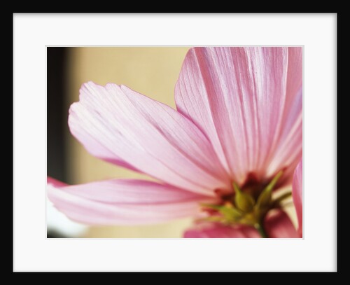 Cosmos by David Roseburg