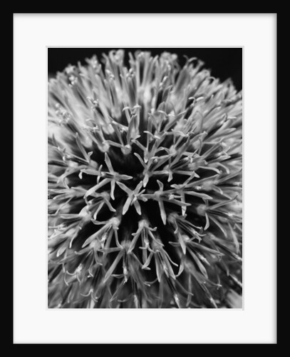 Allium by David Roseburg